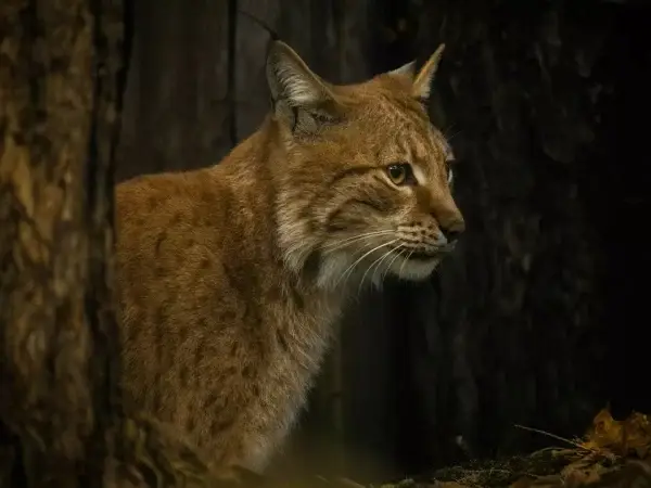 Lince ibérico já não está em vias de extinção. Esta é a “maior recuperação de uma espécie felina jamais conseguida”