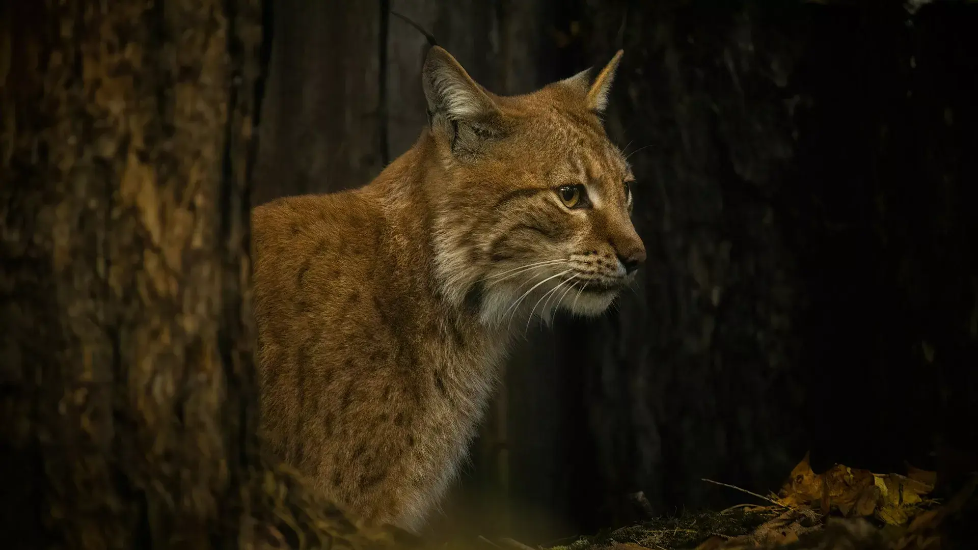 Lince ibérico já não está em vias de extinção. Esta é a “maior recuperação de uma espécie felina jamais conseguida”