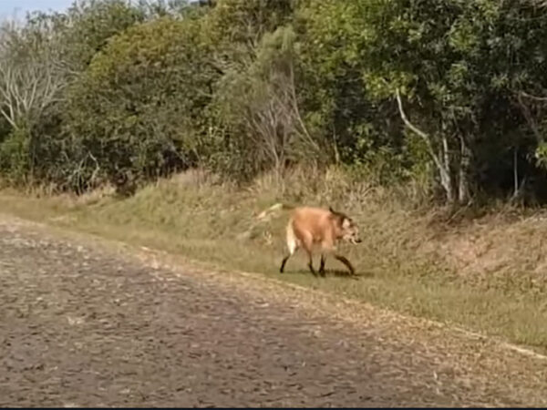 Visita ilustre: lobo-guará aparece perto da portaria do Parque de Vila Velha; veja vídeo