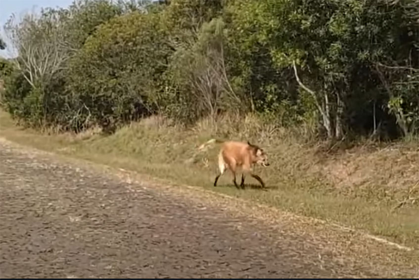 Visita ilustre: lobo-guará aparece perto da portaria do Parque de Vila Velha; veja vídeo