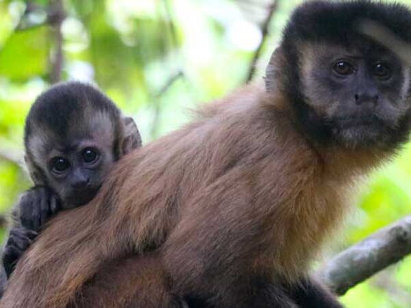 Pela primeira vez, pesquisadora registra macacos-prego-amarelo utilizando varetas no solo para obter alimento