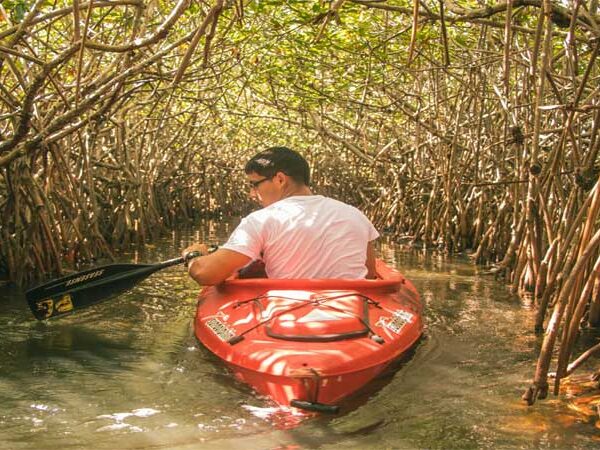 Mudanças climáticas estão deslocando mangues para os polos