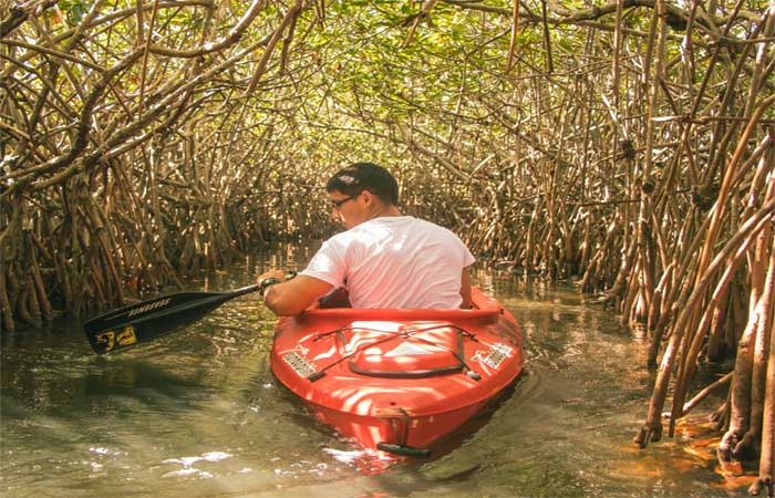 Mudanças climáticas estão deslocando mangues para os polos