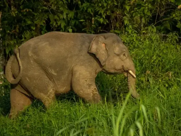 Risco de extinção: elefante-pigmeu, lagartos-gigantes das Canárias e cactus chilenos entram na lista vermelha