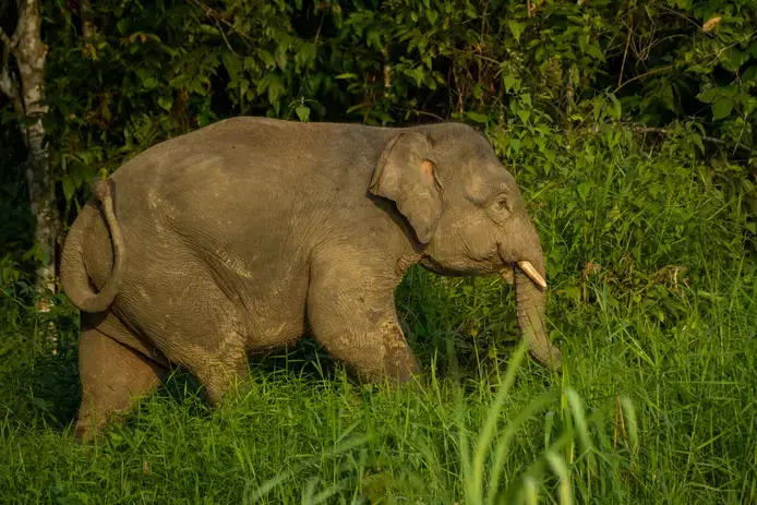 Risco de extinção: elefante-pigmeu, lagartos-gigantes das Canárias e cactus chilenos entram na lista vermelha