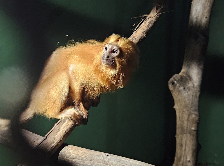 IBAMA combate o tráfico internacional de animais silvestres em parceria com instituições de todo o mundo