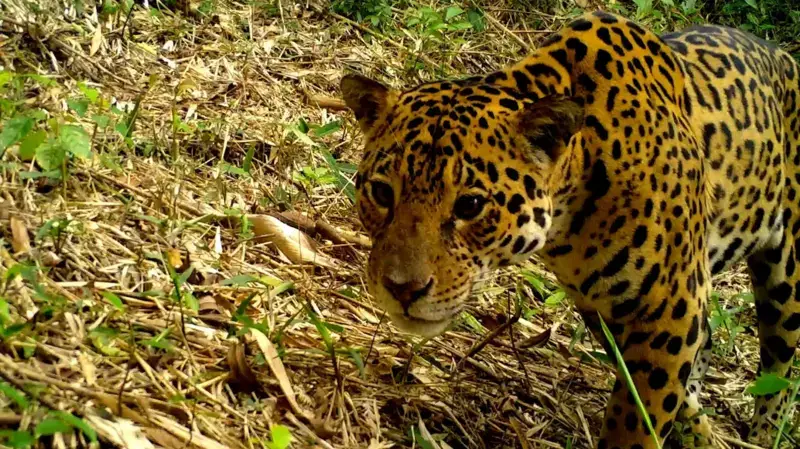 Onças-pintadas estão sendo ‘expulsas’ da Mata Atlântica pela ação humana, mostra estudo