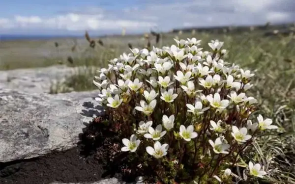 Em local secreto, flor rara é reintroduzida na natureza após 60 anos no Reino Unido