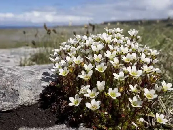 Em local secreto, flor rara é reintroduzida na natureza após 60 anos no Reino Unido