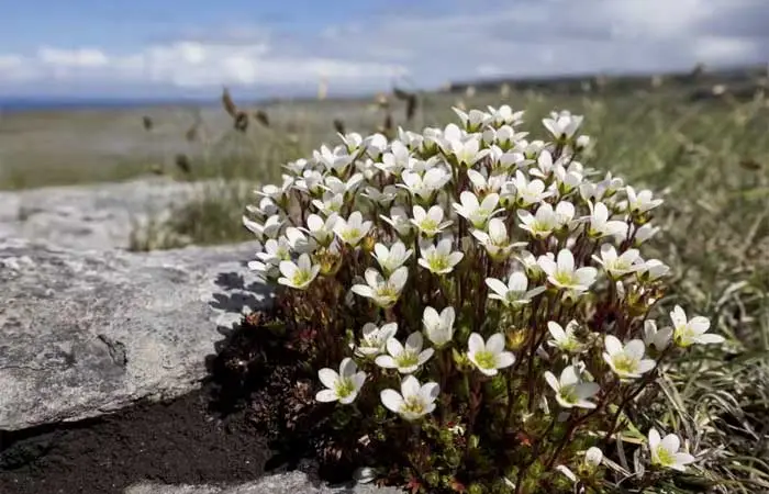 Em local secreto, flor rara é reintroduzida na natureza após 60 anos no Reino Unido