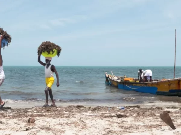 Índia aposta no futuro das algas marinhas à medida que cresce o apetite da indústria alimentar