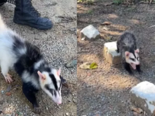 VÍDEO: Raríssimo, gambá semialbino é resgatado em Santa Catarina