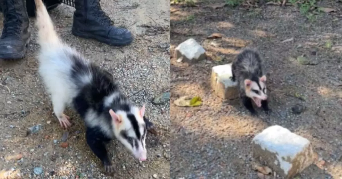 VÍDEO: Raríssimo, gambá semialbino é resgatado em Santa Catarina