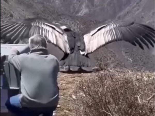 Um gigante retornando à natureza!! Veja o vídeo.