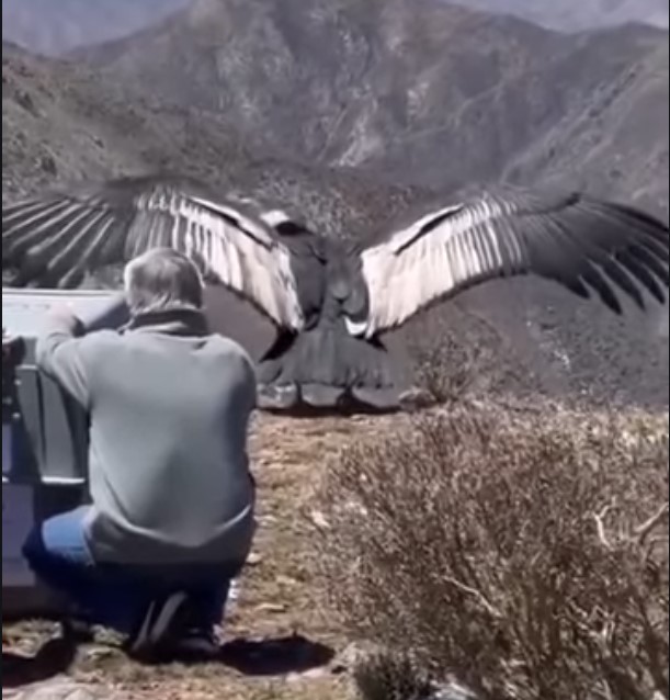 Um gigante retornando à natureza!! Veja o vídeo.