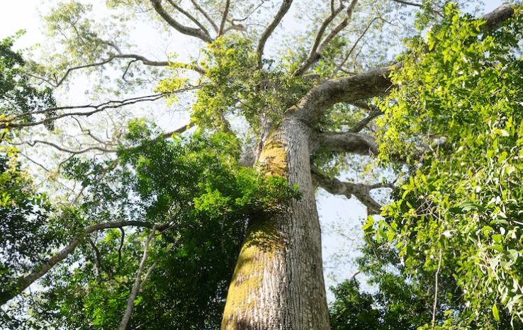 Santuário de árvores gigantes é revelado na Amazônia