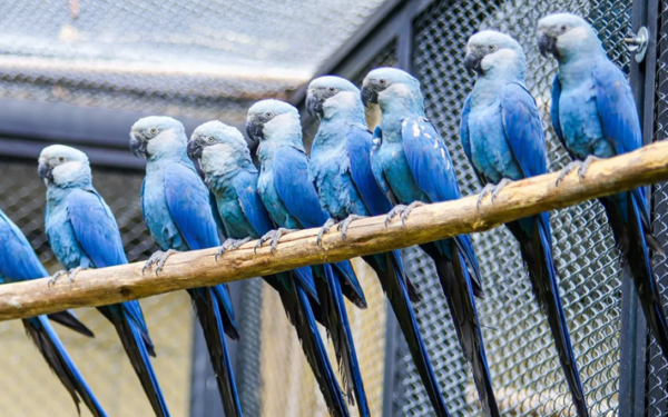 Ararinha-azul ganha centro de conservação no Zoo de SP