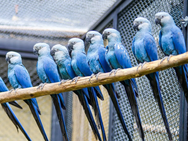 Ararinha-azul ganha centro de conservação no Zoo de SP