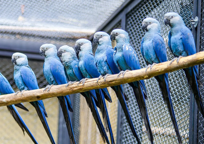 Ararinha-azul ganha centro de conservação no Zoo de SP