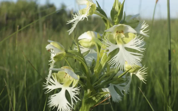 Uma orquídea rara sobrevive em algumas áreas de pradaria. Pesquisadores querem aprender seus segredos