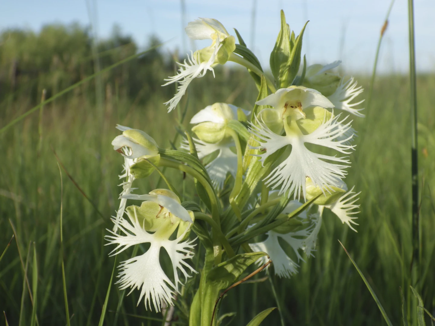 Uma orquídea rara sobrevive em algumas áreas de pradaria. Pesquisadores querem aprender seus segredos