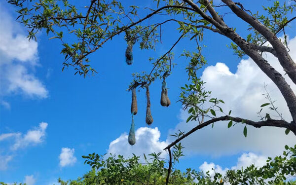 Pássaros constroem abrigos com lixo marinho no litoral do Amapá, e avanço da poluição preocupa cientistas