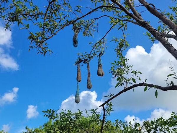 Pássaros constroem abrigos com lixo marinho no litoral do Amapá, e avanço da poluição preocupa cientistas