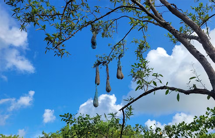 Pássaros constroem abrigos com lixo marinho no litoral do Amapá, e avanço da poluição preocupa cientistas