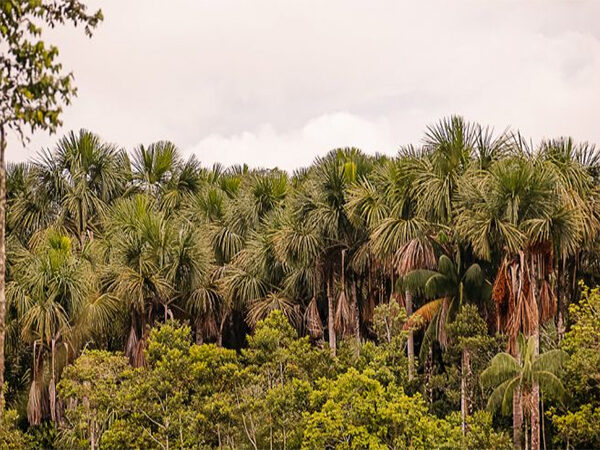 Palmeira buriti é alternativa sustentável para o isopor na construção civil