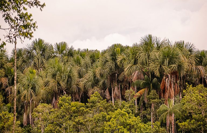 Palmeira buriti é alternativa sustentável para o isopor na construção civil