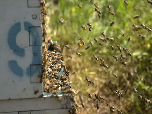 Você conhece tudo sobre as abelhas? Aqui estão três fatos que é preciso saber sobre elas