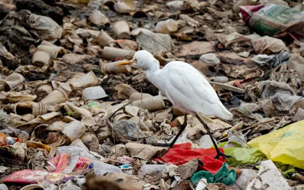 Estudo revela que aves urbanas estão repletas de bactérias resistentes a antibióticos