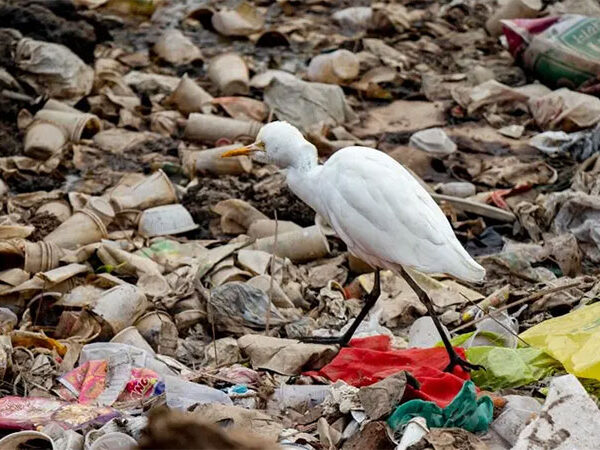 Estudo revela que aves urbanas estão repletas de bactérias resistentes a antibióticos