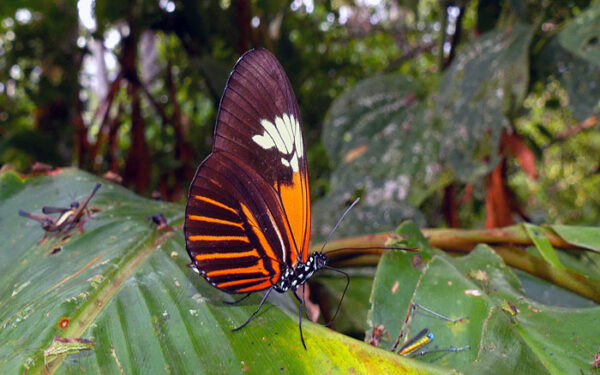 Borboleta amazônica surgiu do cruzamento entre duas espécies