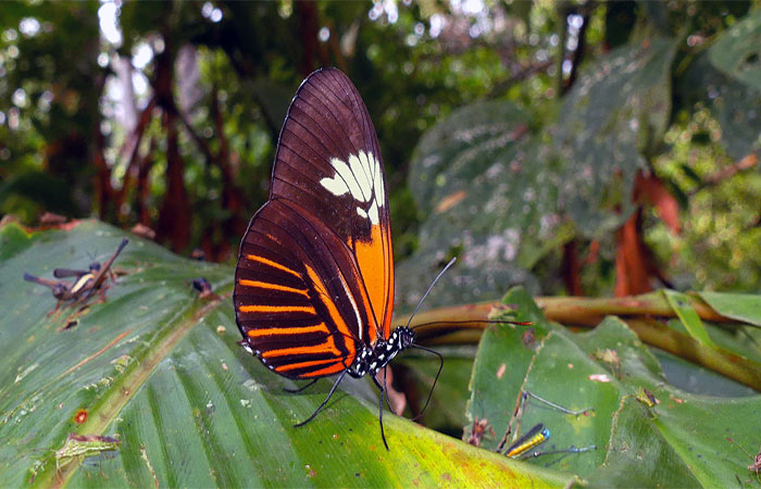 Borboleta amazônica surgiu do cruzamento entre duas espécies