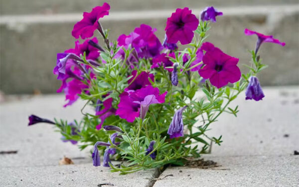 Por que as flores que crescem na calçada são fascinantes, segundo a ciência