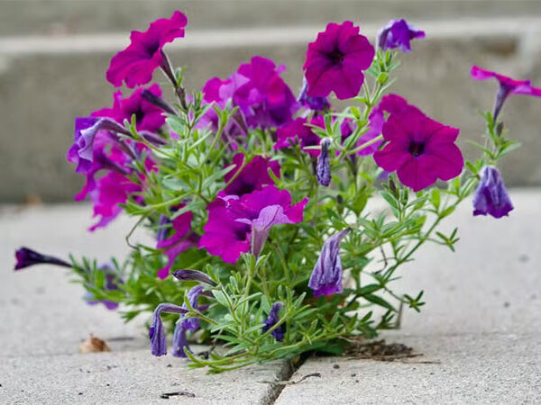 Por que as flores que crescem na calçada são fascinantes, segundo a ciência