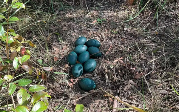 Ovos azuis de uma das aves mais raras do mundo são achados em floresta