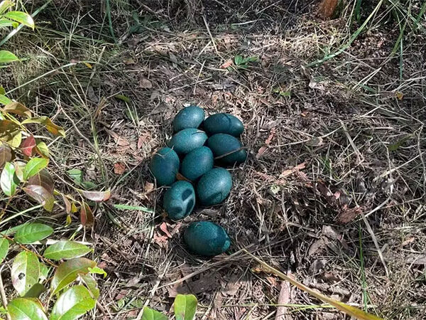 Ovos azuis de uma das aves mais raras do mundo são achados em floresta