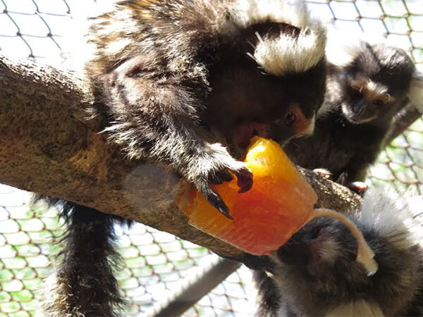 Animais silvestres recebem frutas congeladas e chuva artificial para enfrentar seca no Parque Ecológico do Tietê em SP