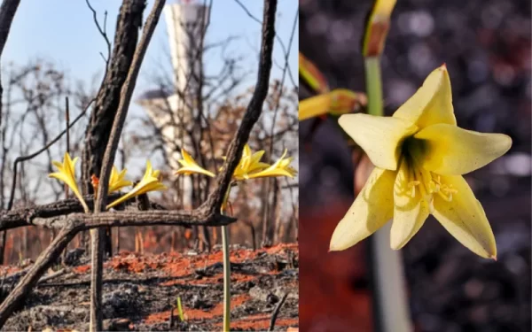 Flores nascem após incêndios e mostram a força do Cerrado