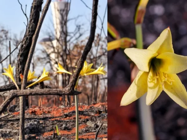 Flores nascem após incêndios e mostram a força do Cerrado