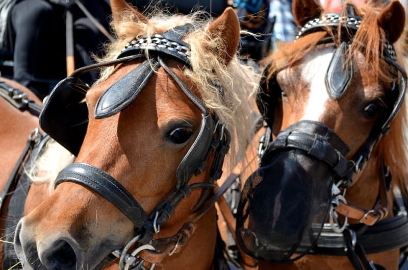 Bruxelas troca charretes puxadas a cavalo por carruagens elétricas