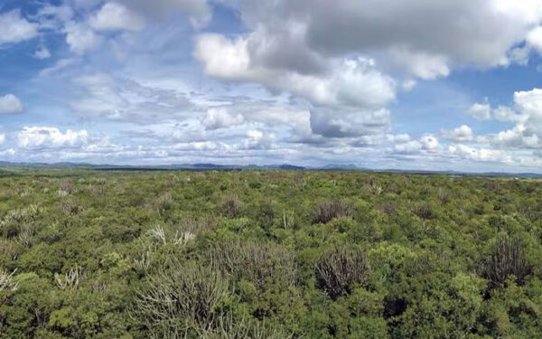 Novo mapeamento expõe diversidade da Caatinga