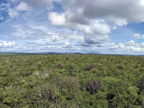 Novo mapeamento expõe diversidade da Caatinga