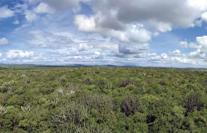 Novo mapeamento expõe diversidade da Caatinga