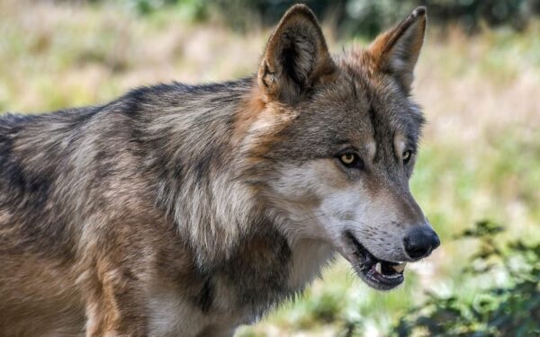 União Europeia reduz proteção dos lobos; medida gera polêmica e críticas de ambientalistas