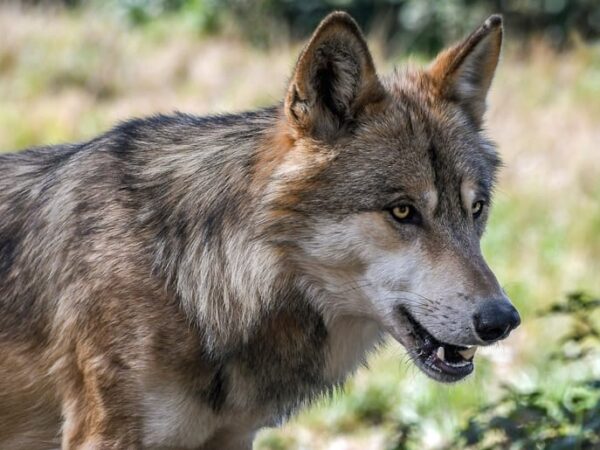 União Europeia reduz proteção dos lobos; medida gera polêmica e críticas de ambientalistas