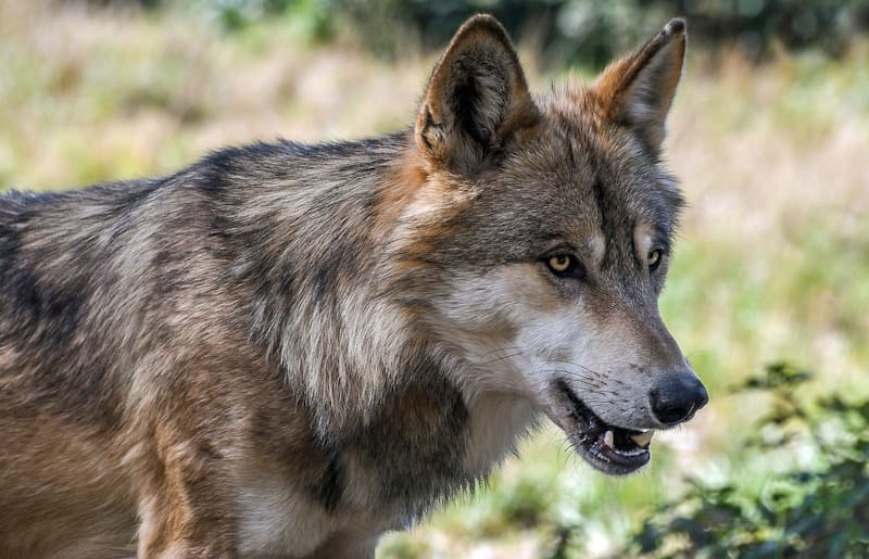 União Europeia reduz proteção dos lobos; medida gera polêmica e críticas de ambientalistas