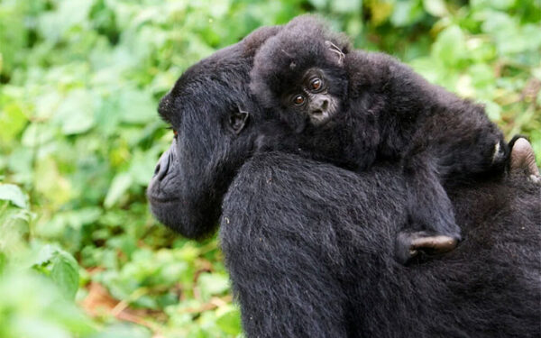 Vida selvagem sofre declínio de 73% em 50 anos, revela WWF